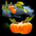 Organic Products